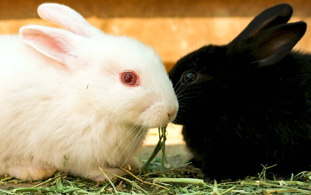 Черный и белый кролик