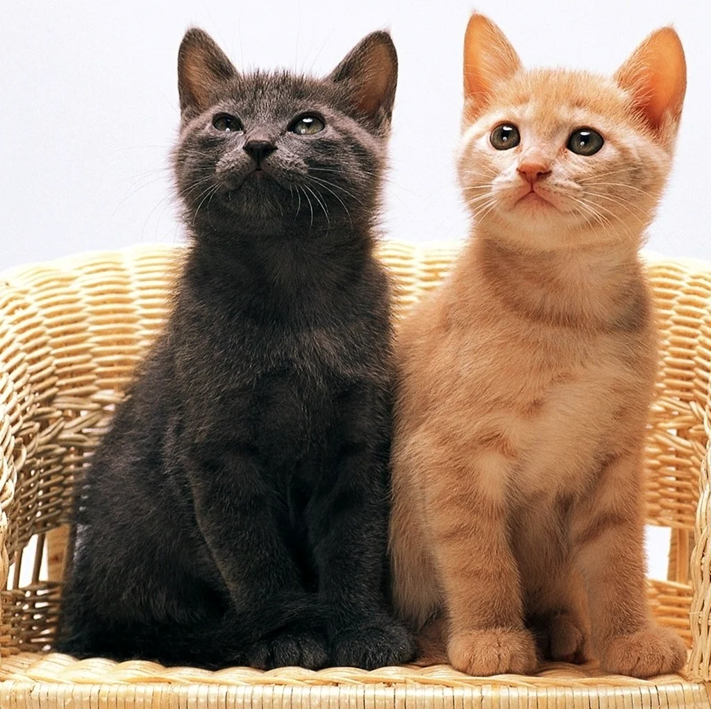Черный и рыжий котенок