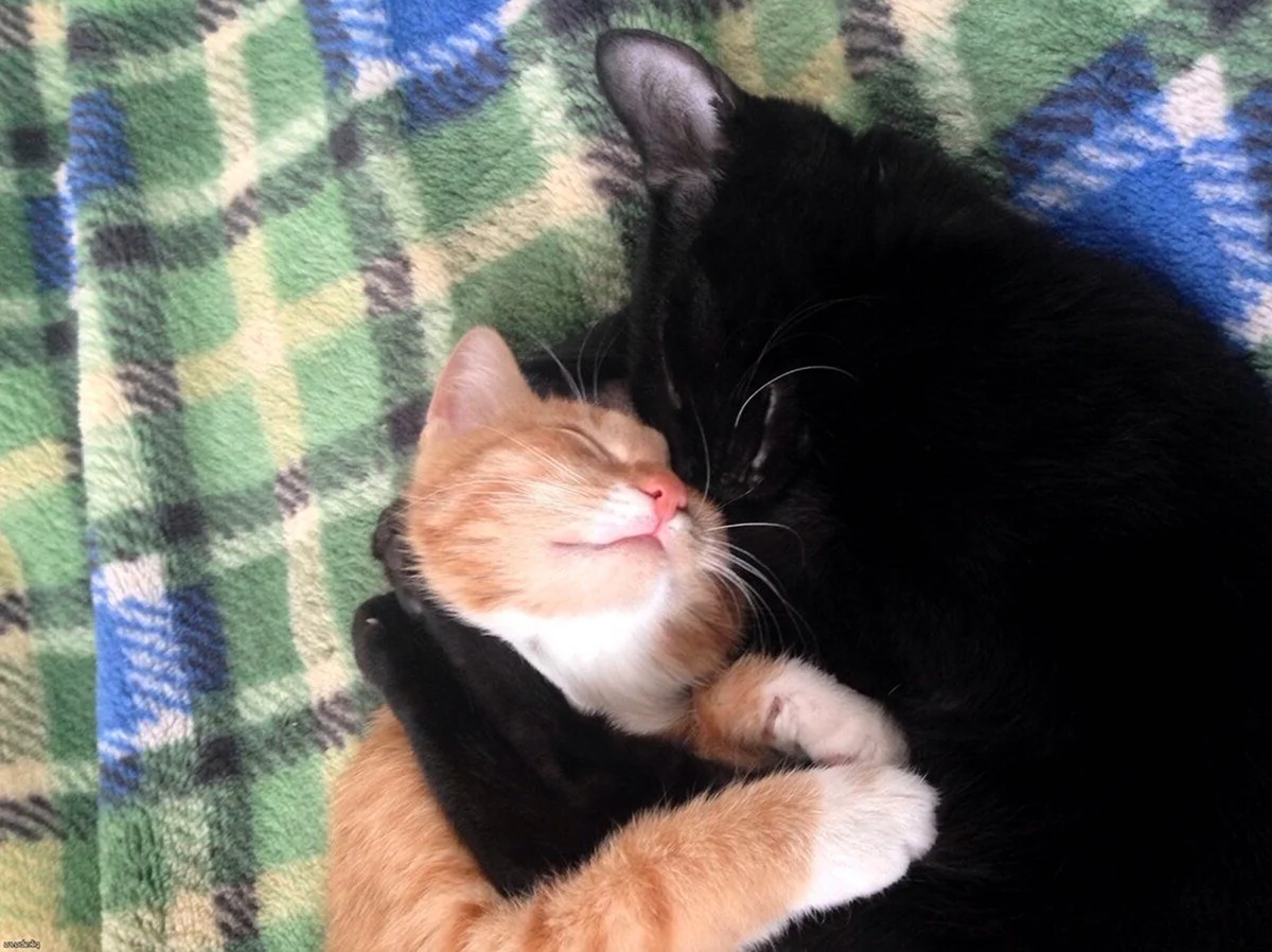 Черный и рыжий котики обнимаются