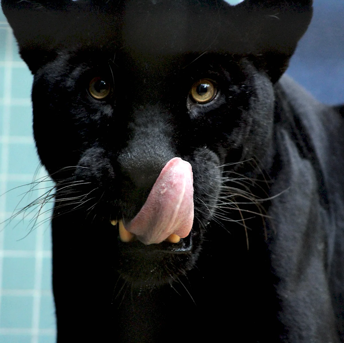 Черный Ягуар кошка