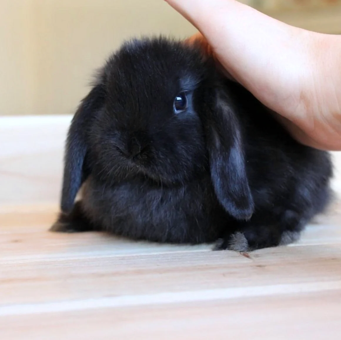 Черный карликовый кролик вислоухий