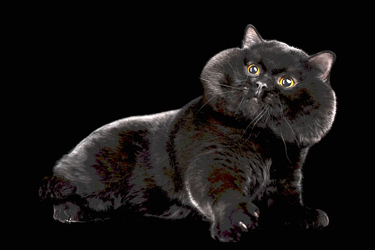 Чёрный кот фёдор британский