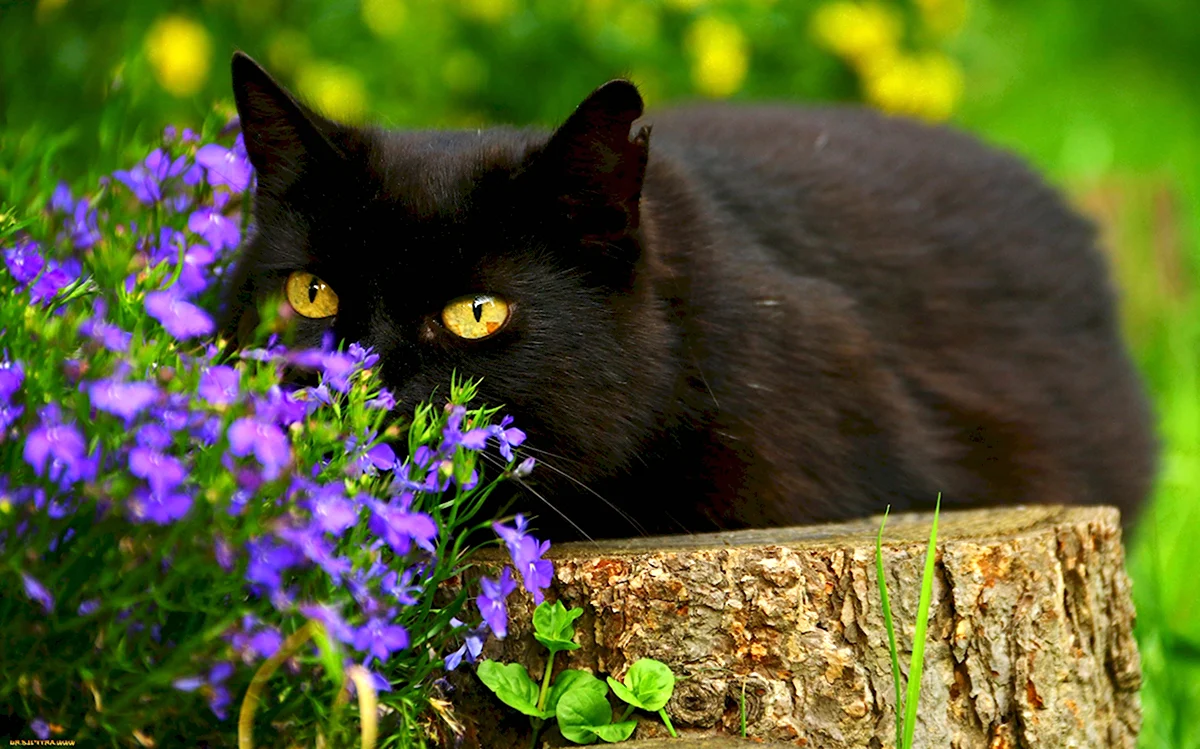Черный кот на природе