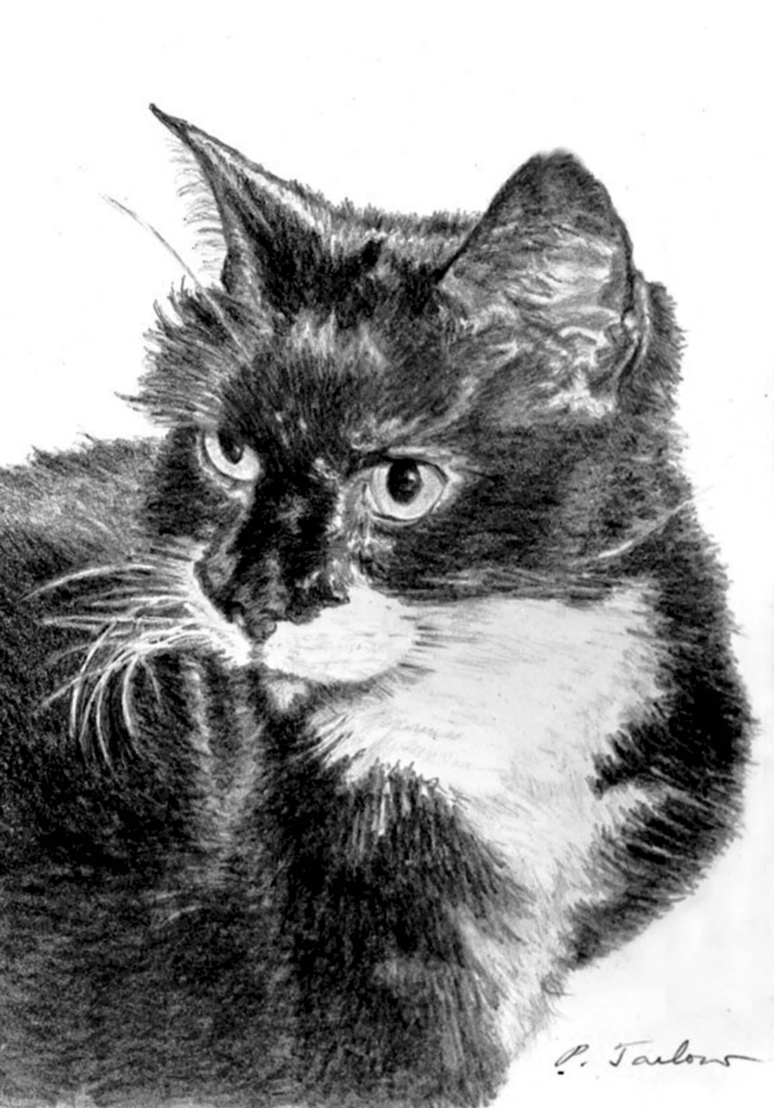 Черный кот рисунок карандашом