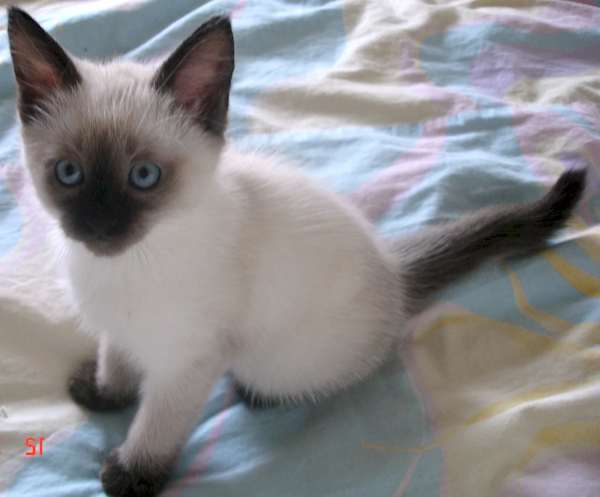 Черный кот с белыми ушками