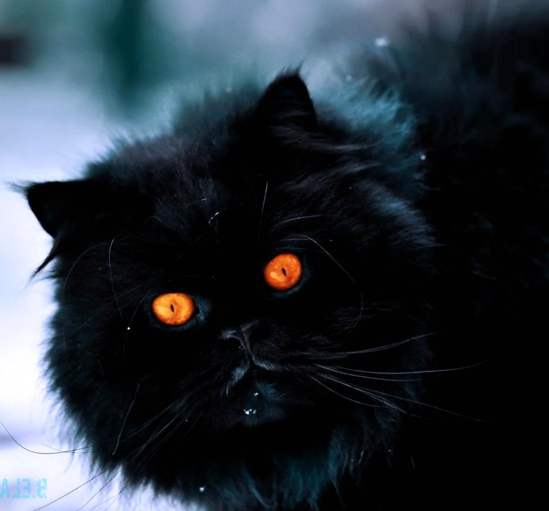 Чёрный кот с янтарными глазами