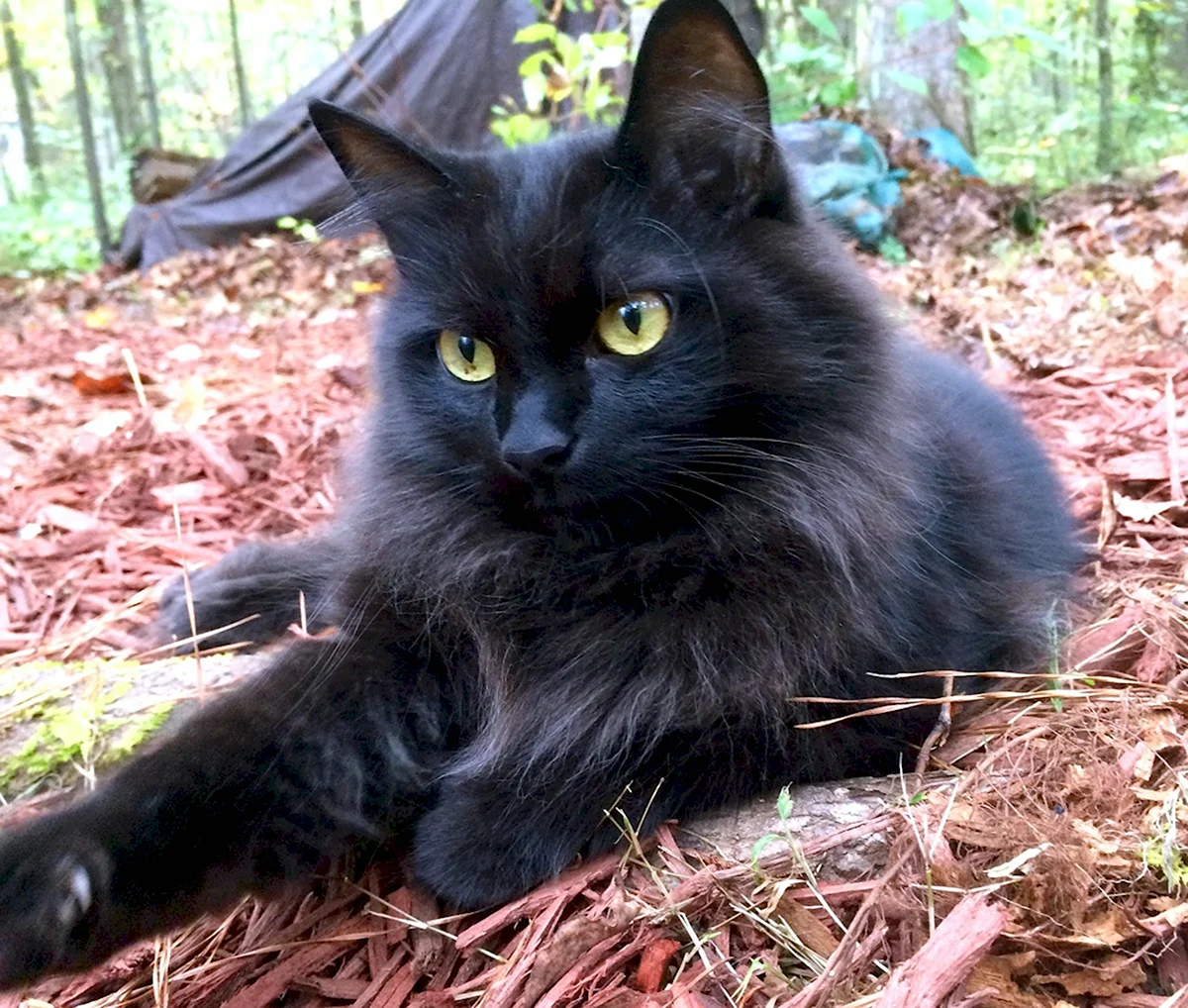 Чёрный кот с жёлтыми глазами порода