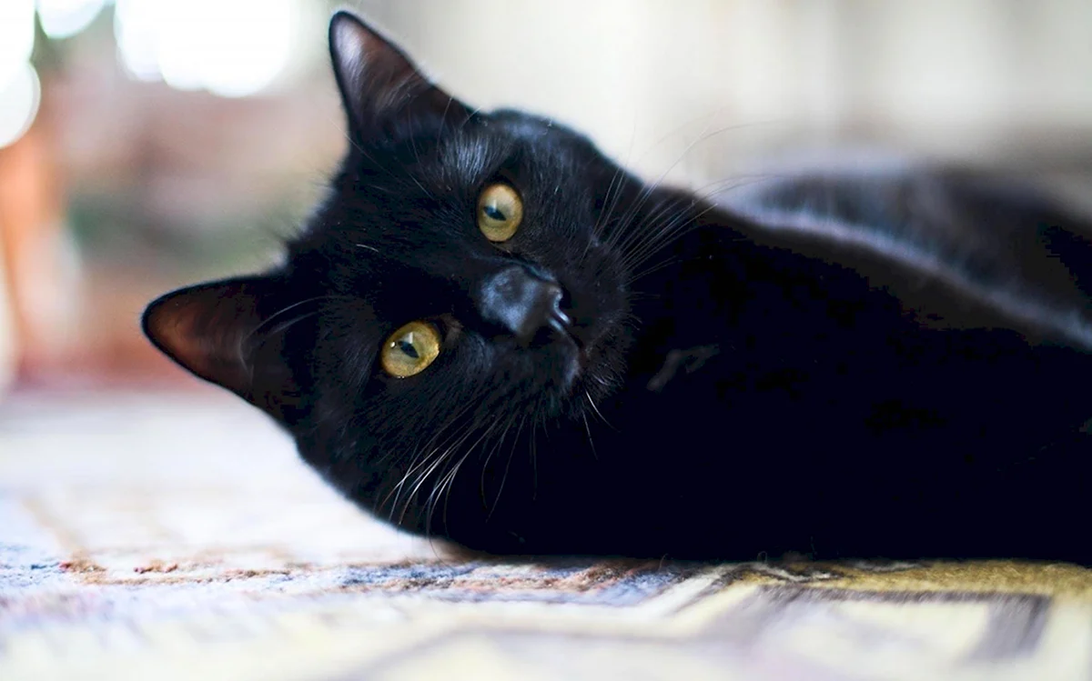 Черный кот с золотыми глазами