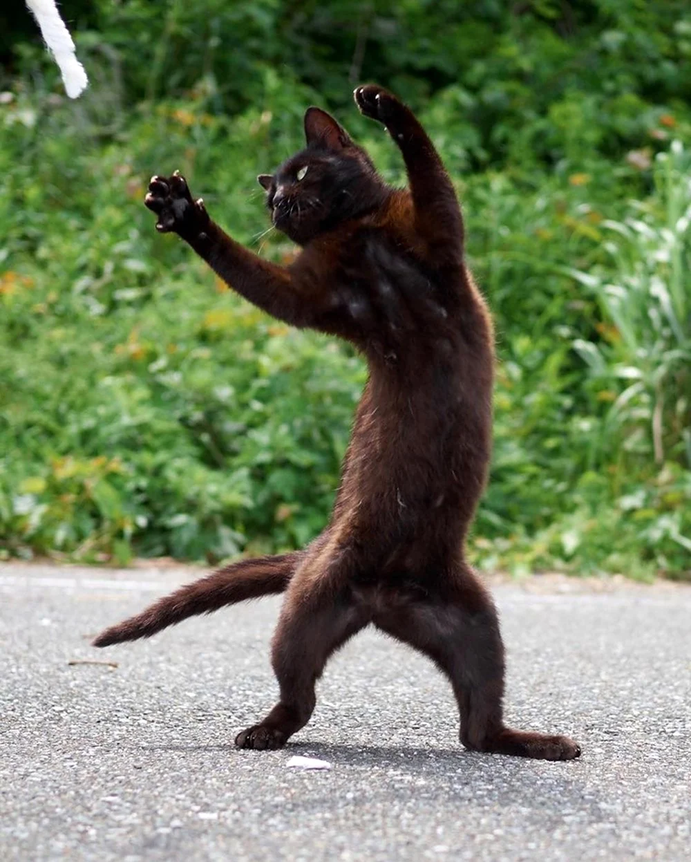 Черный кот танцует