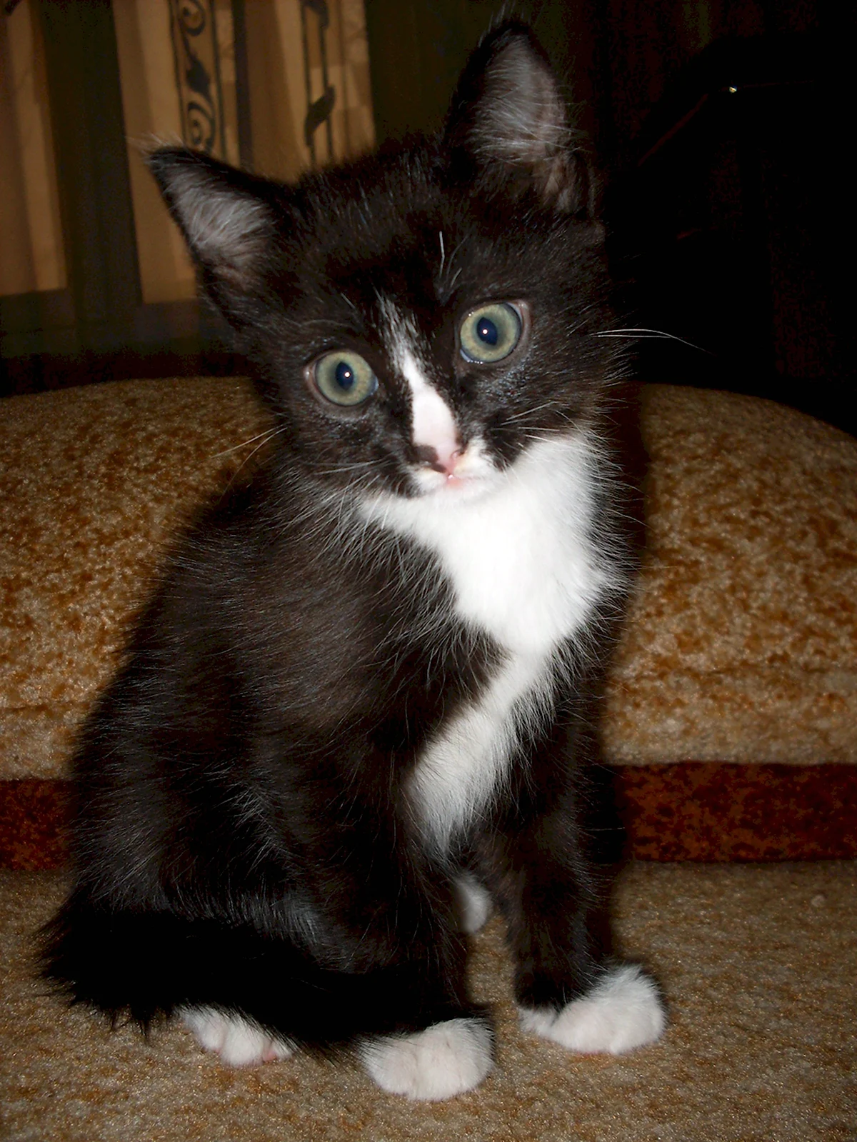 Черный котенок с белыми лапками