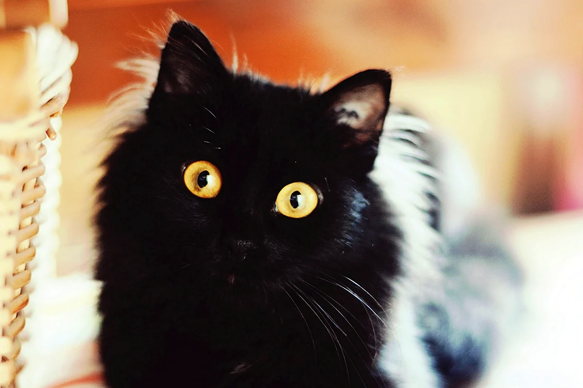 Чёрный котик