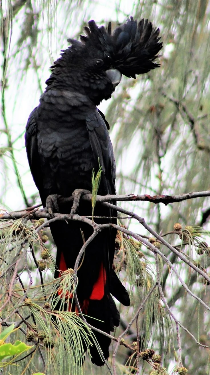 Черный краснохвостый Какаду