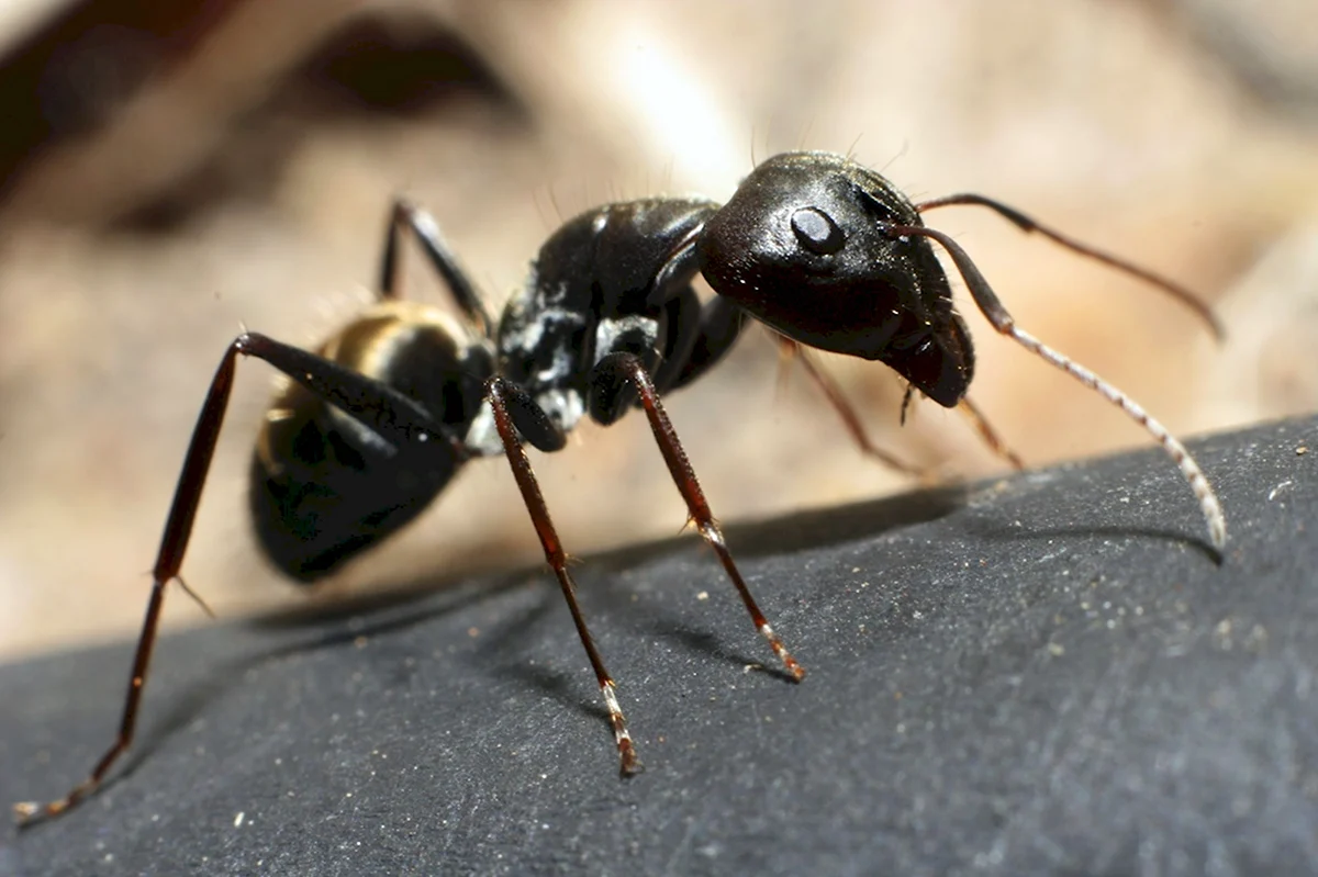 Чёрный муравей-древоточец