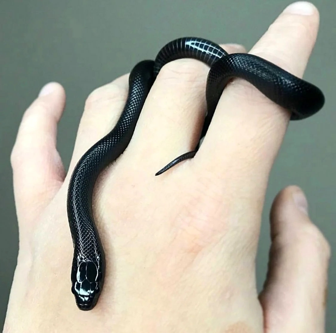 Черный полоз змея