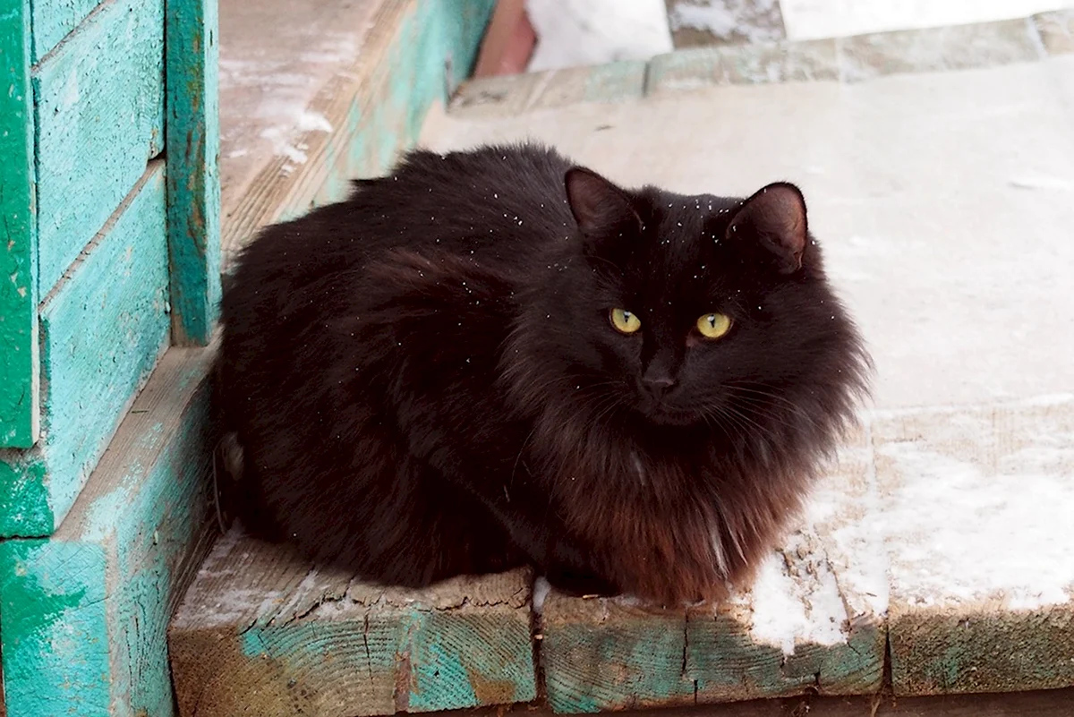 Черный пушистый кот беспородный