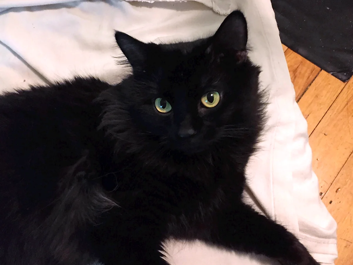 Черный пушистый кот Эстетика