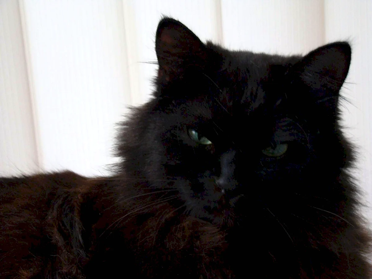 Черный пушистый кот с голубыми глазами