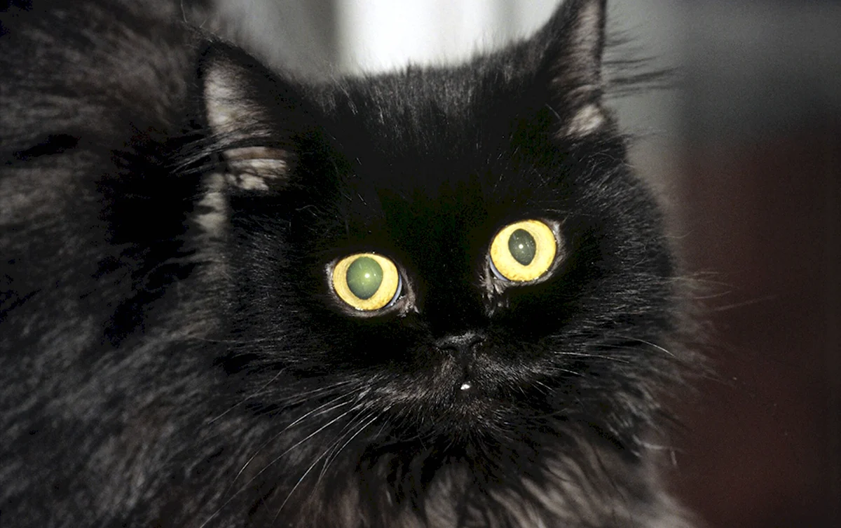 Черный пушистый кот с желтыми глазами
