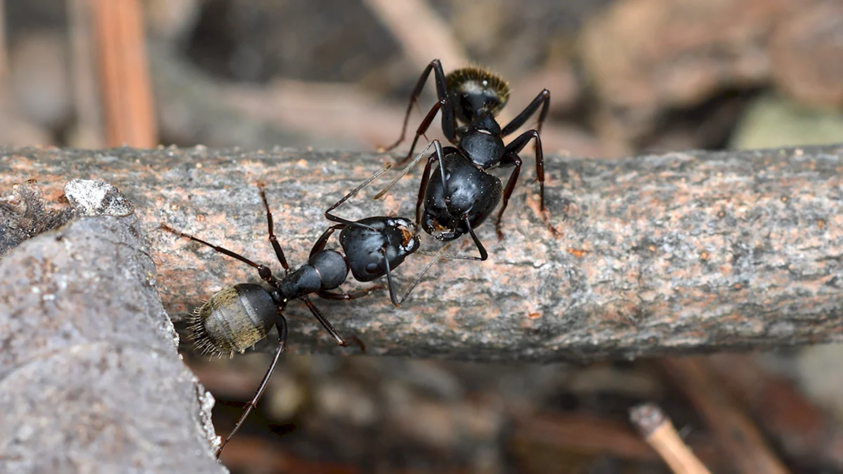 Чёрный садовый муравейсамка