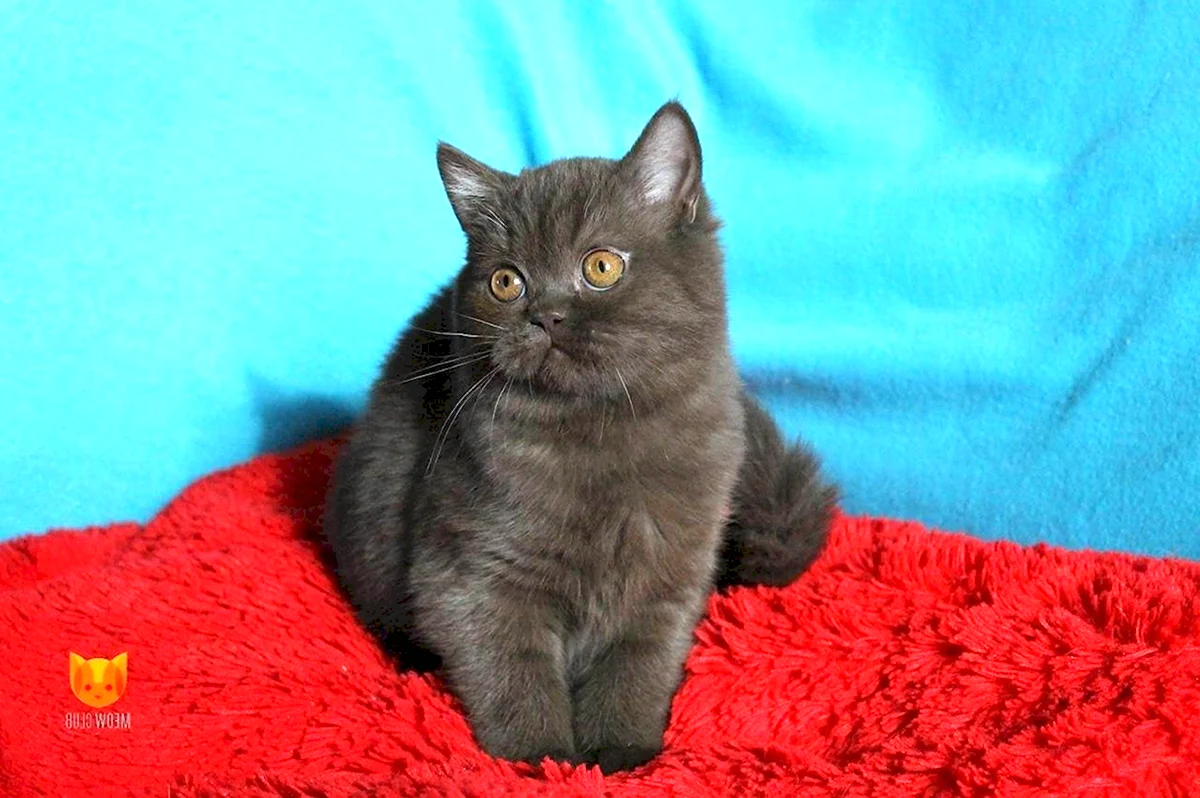 Черный шотландский прямоухий кот