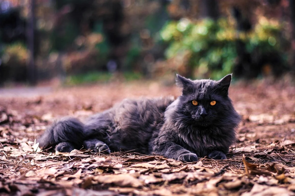 Чёрный Сибирский кот харизматичный