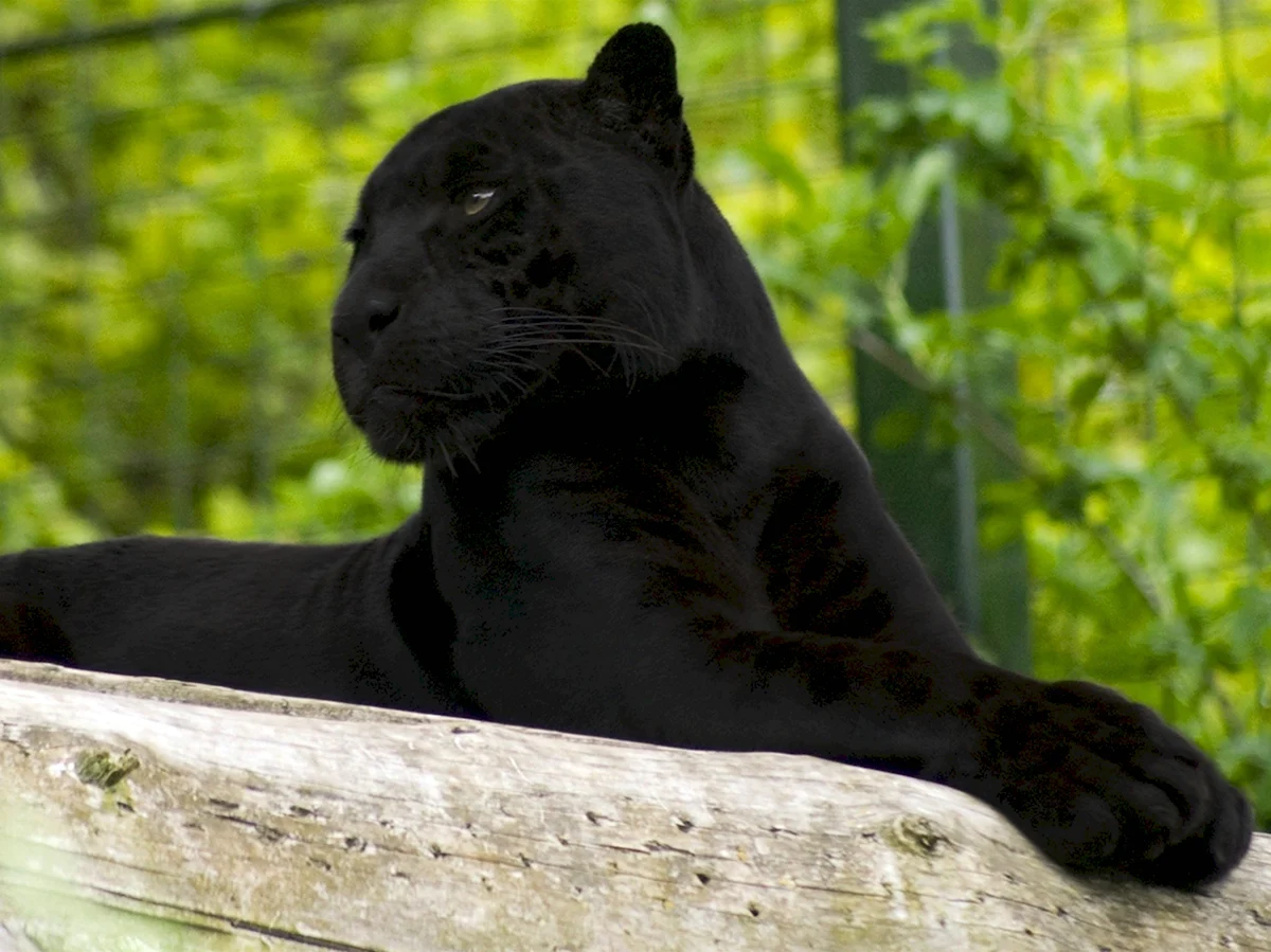Черный тигр меланист