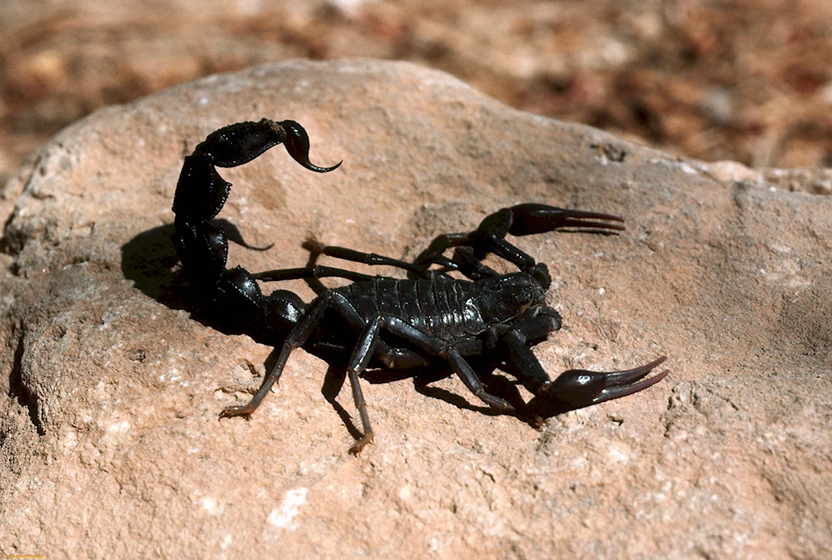 Черный толстохвостый Скорпион