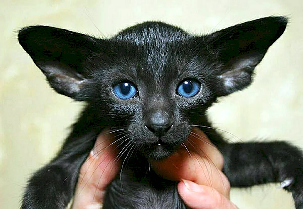 Черный Ушастый кот Ориентал