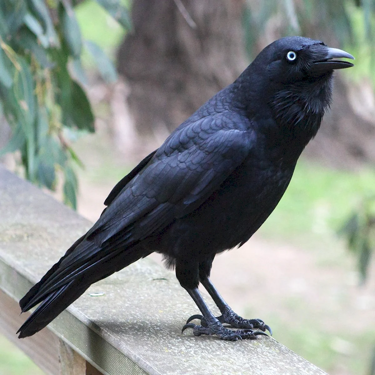 Черный ворон Corvus Corax
