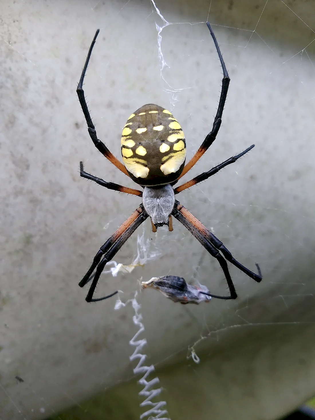 Чешуйчатый Африканский паук
