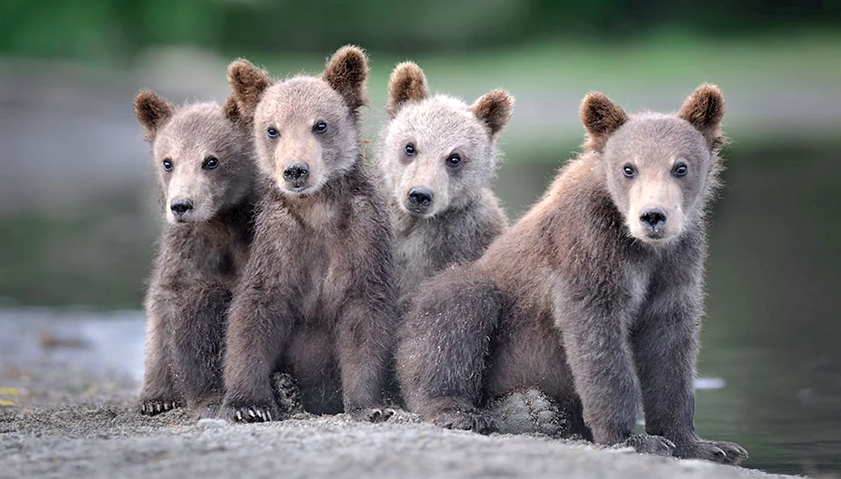 Четверо медвежат