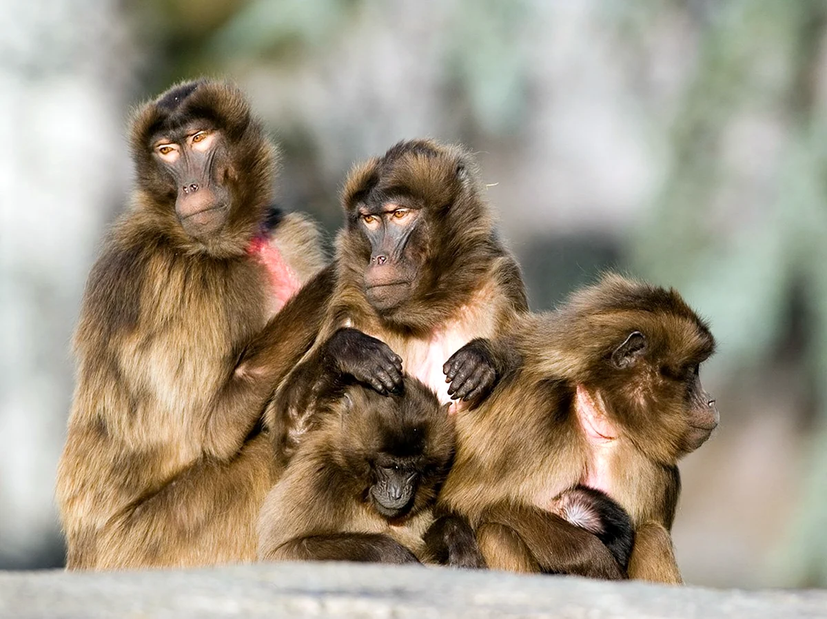 Четыре обезьяны