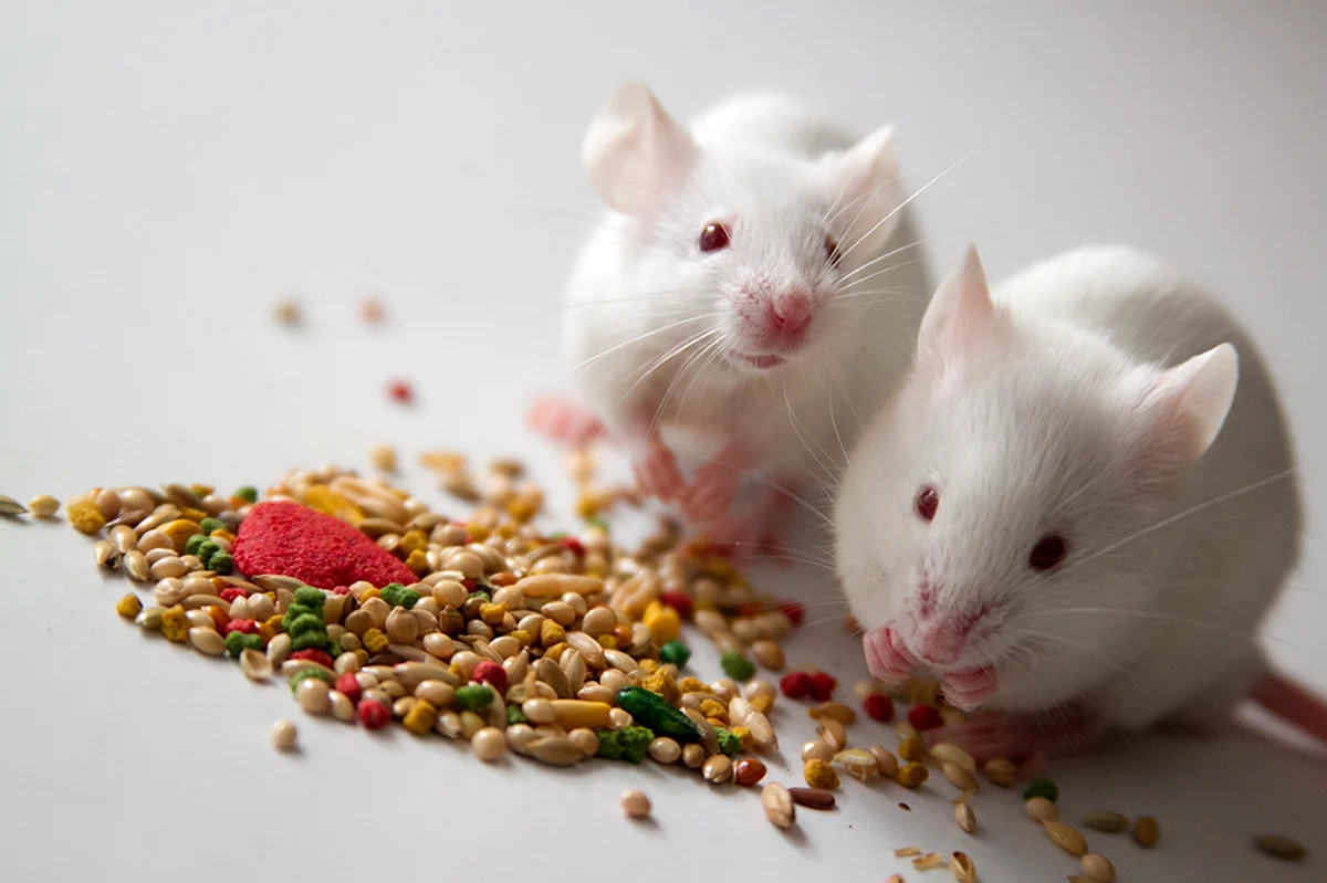Что ест белая мышь