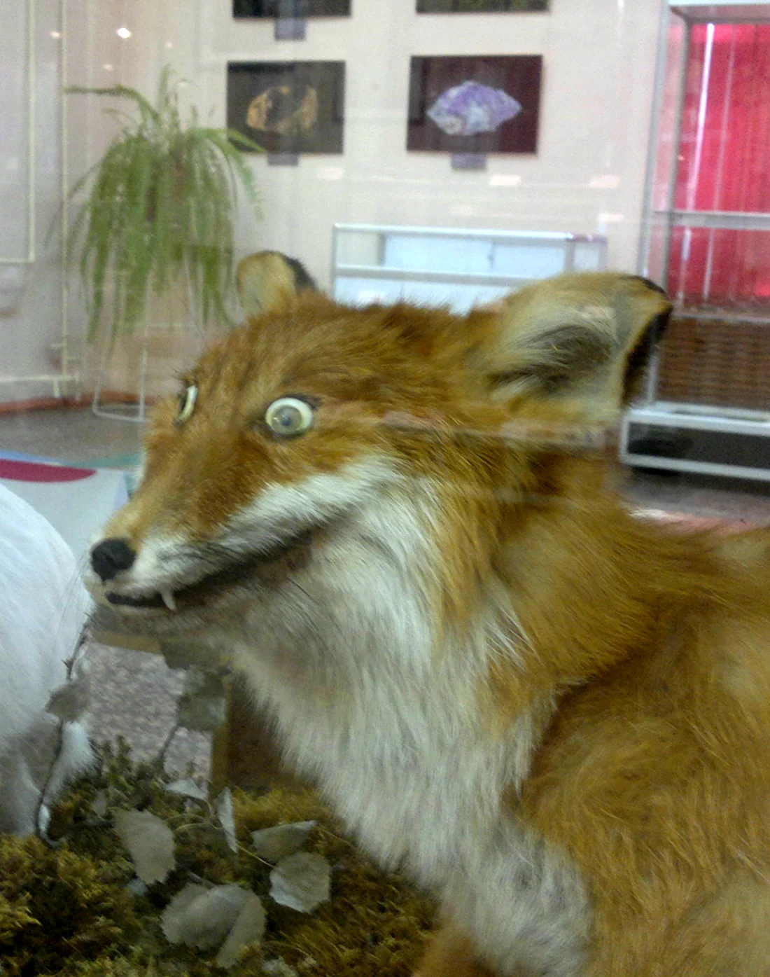 Чучело лисы в Волгоградском областном краеведческом музее