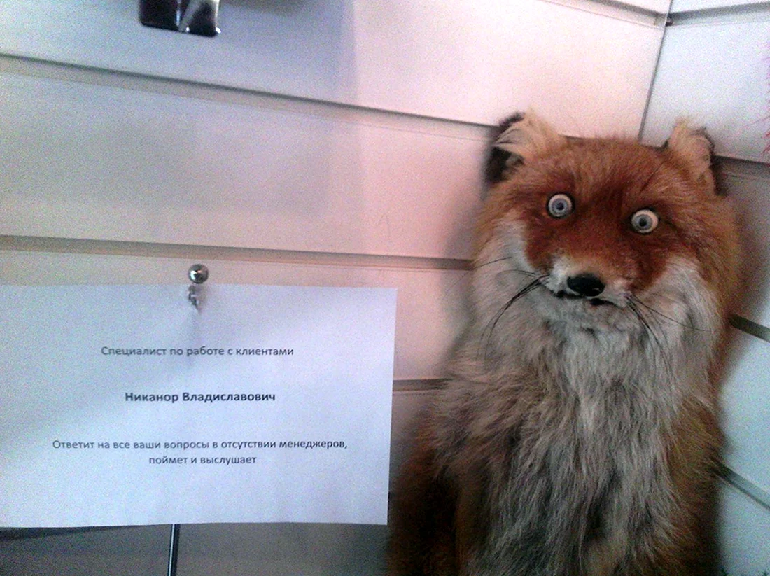 Чучело лисы в Волгоградском областном краеведческом музее