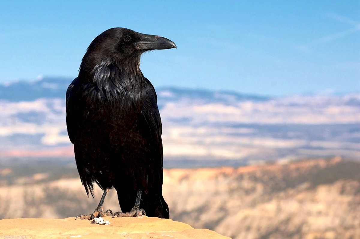 Corvus Corax птица