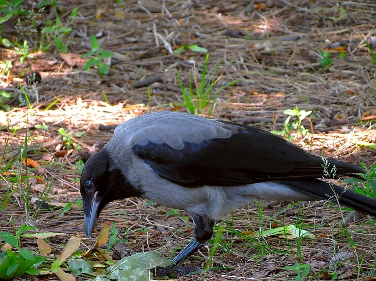 Corvus cornix птица