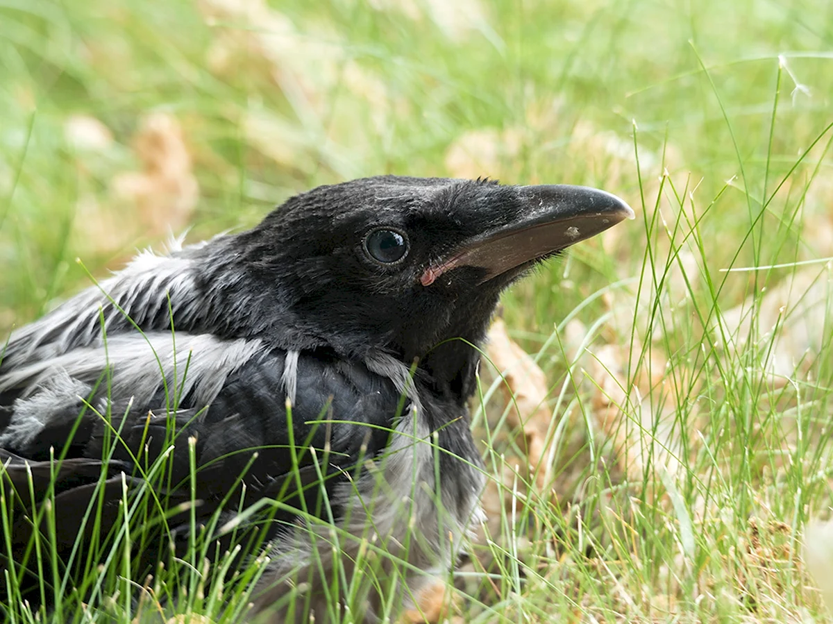 Corvus cornix птица