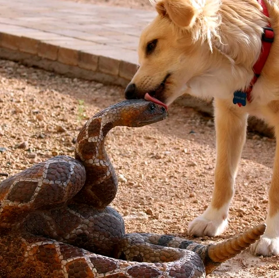 Да не шипи ты собака и змея