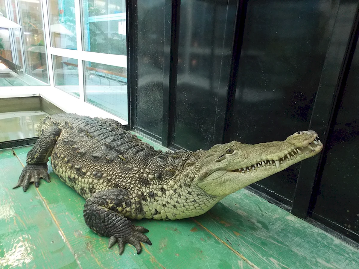 Дарвиновский музей чучела крокодилов