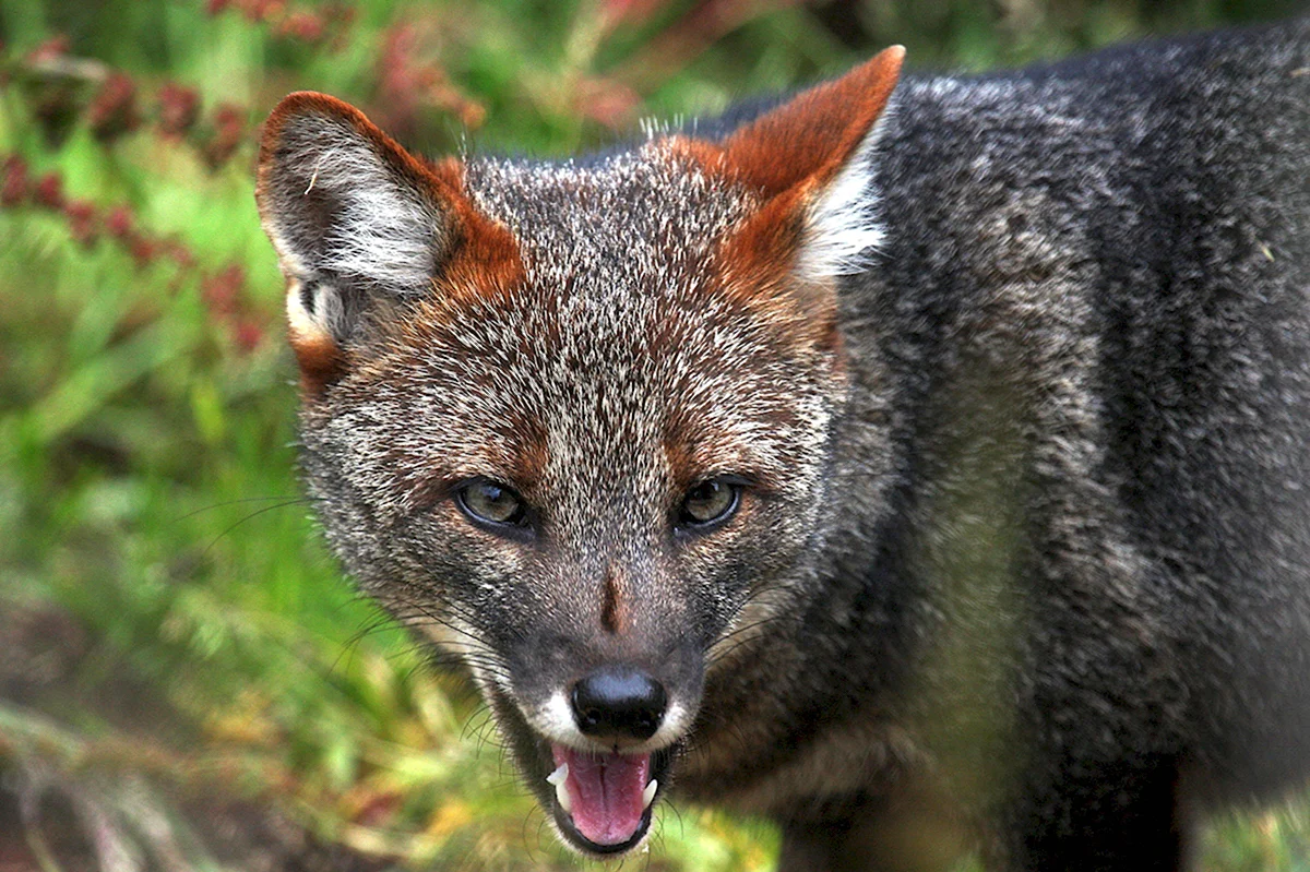 Darwins Fox