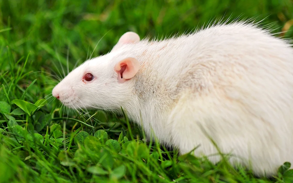 Декоративная крыса альбинос