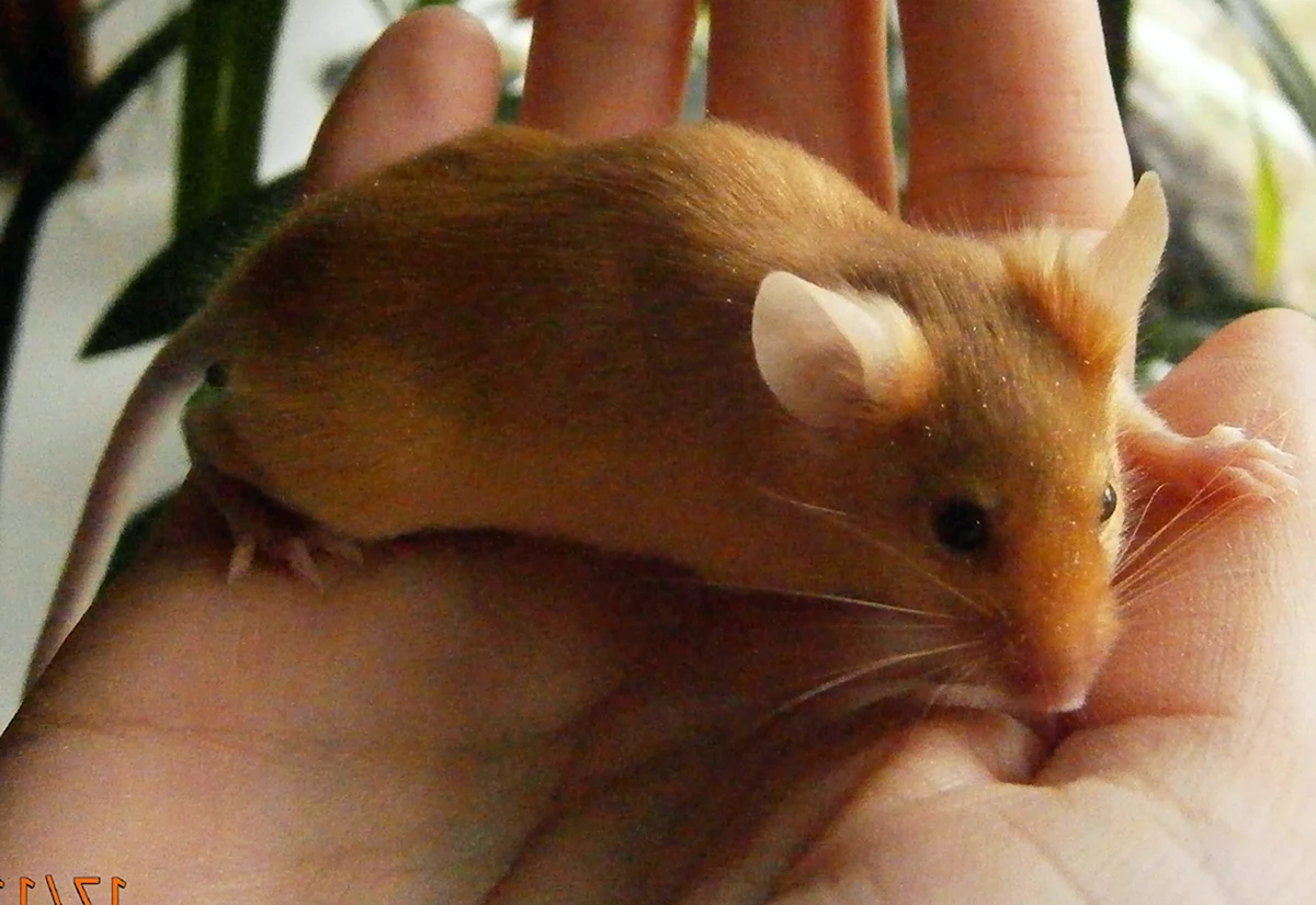 Декоративная мышь на руках