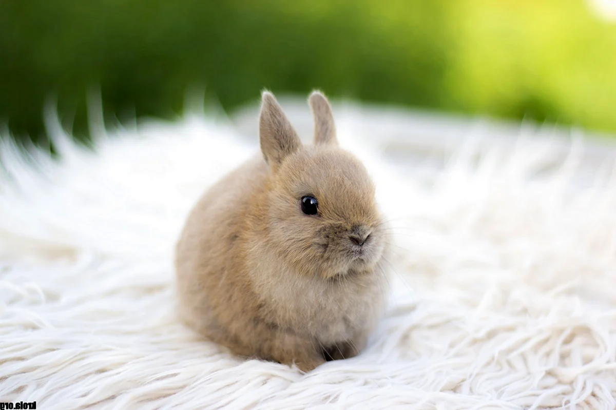 Декоративный кролик минор