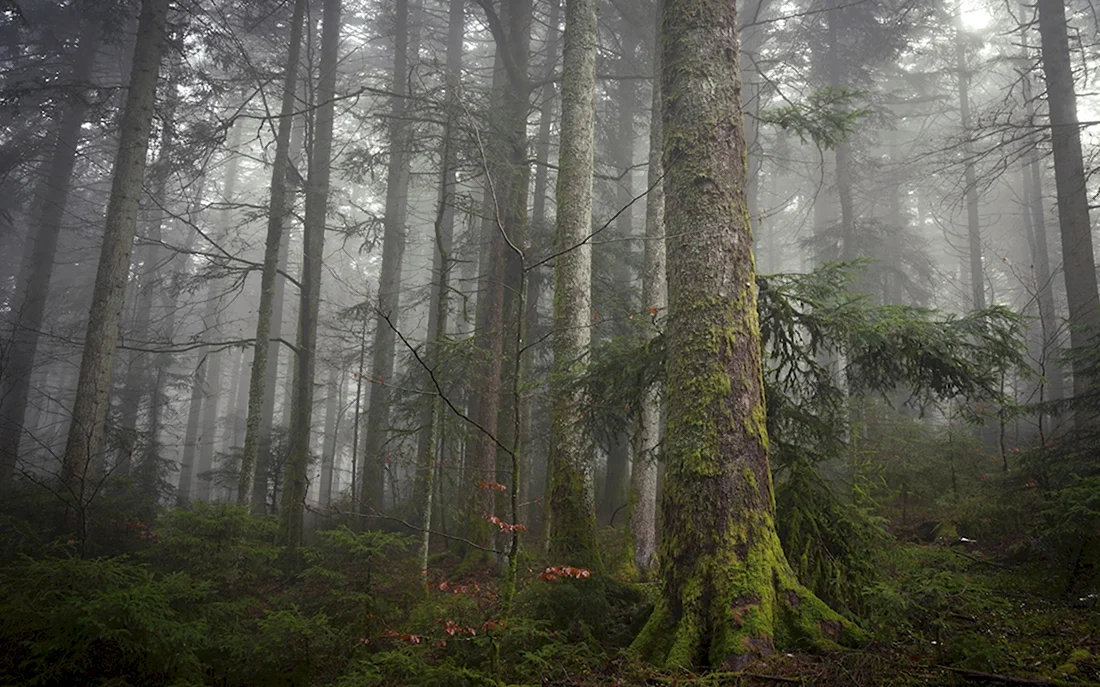 Деревья лес туман