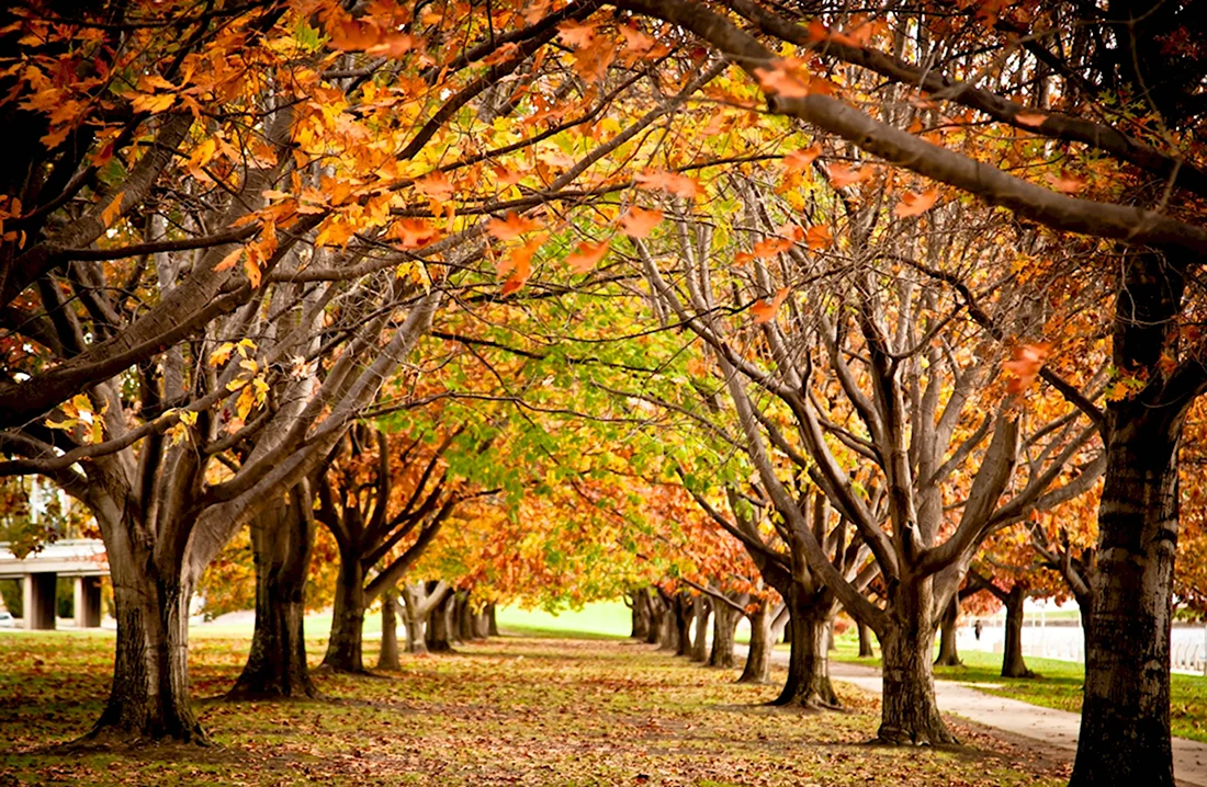 Деревья в парке осенью
