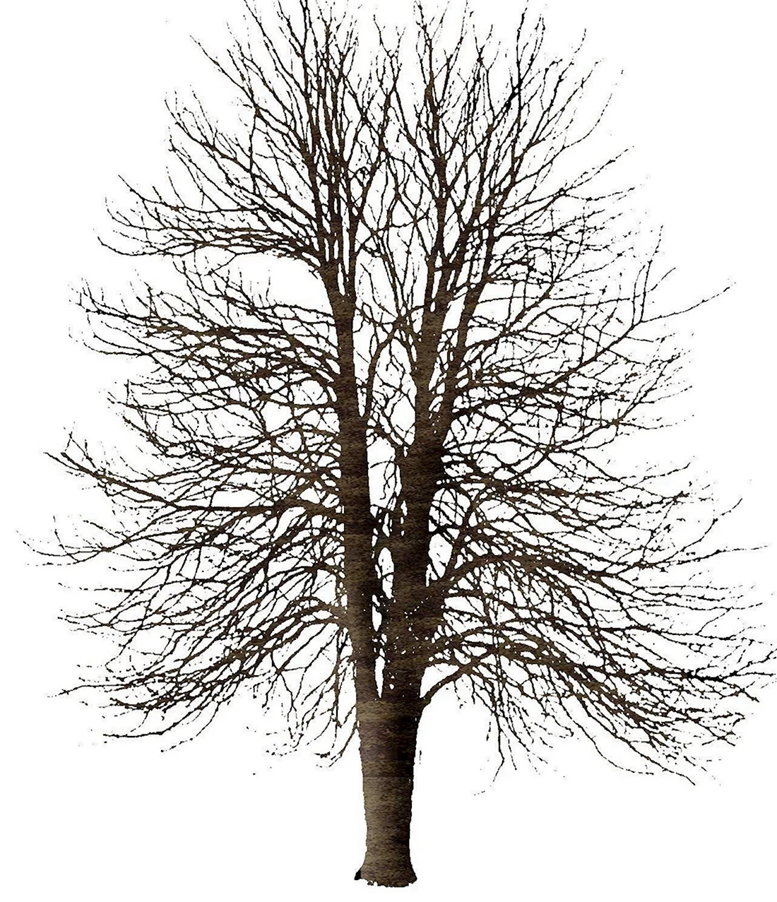 Дерево без листьев для фотошопа