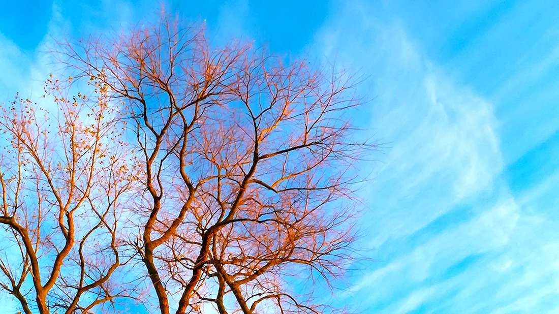 Дерево на фоне неба