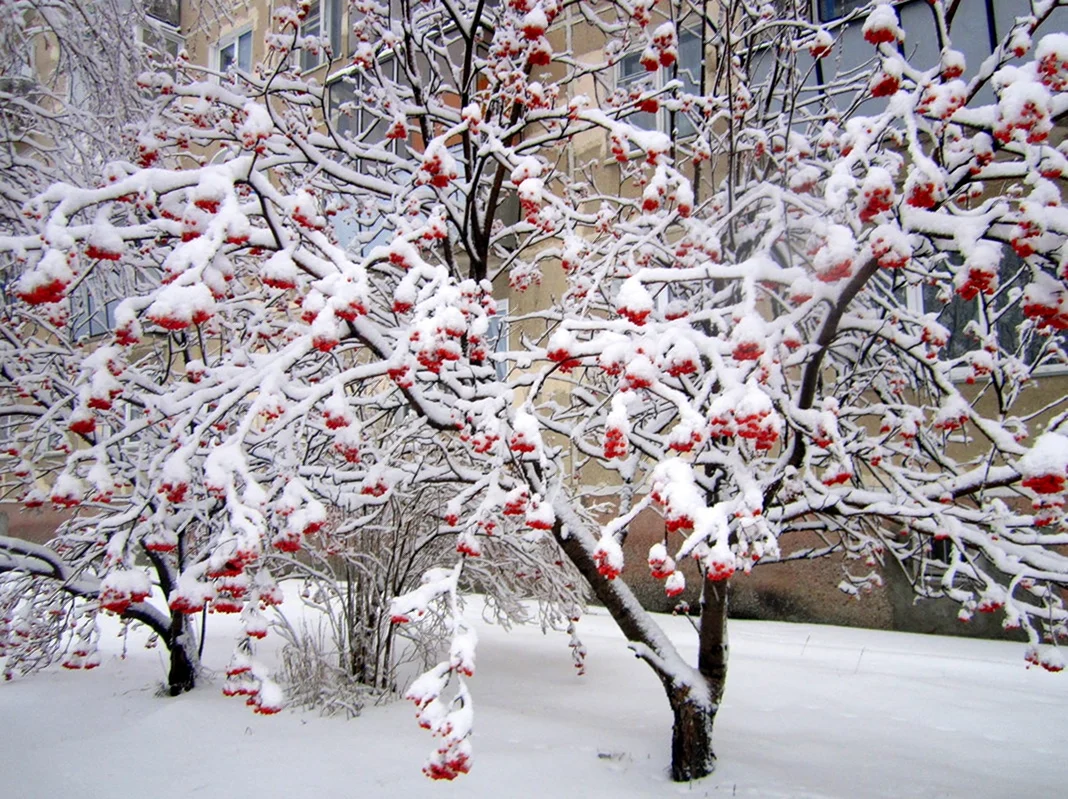 Дерево рябина зимой
