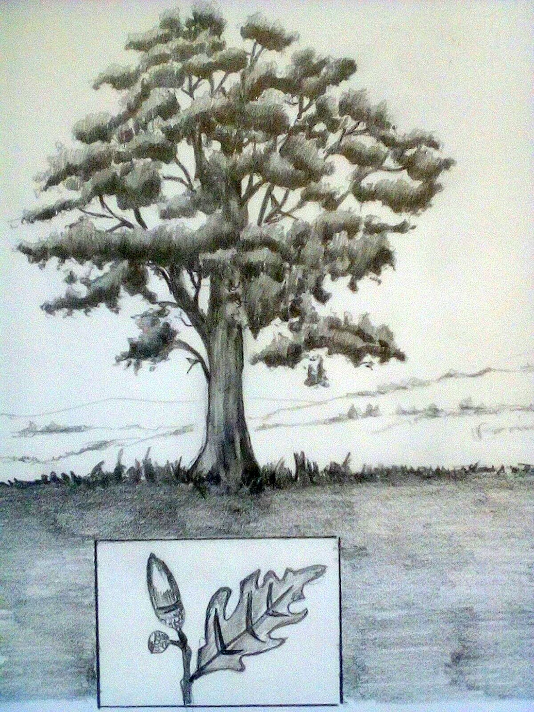 Дерево рисунок реалистично